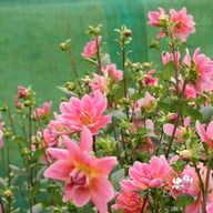 Twiggy Dahlia Knöl