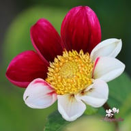Twyning's Smarty Dahlia Knöl