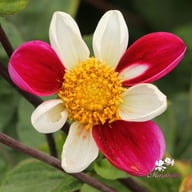 Twyning's Smarty Dahlia Knöl