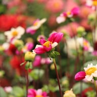Twyning's Smarty Dahlia Tuber