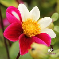 Twyning's Smarty Dahlia Knöl