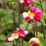 Twyning's Smarty Dahlia Tuber
