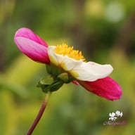 Twyning's Smarty Dahlia Knöl