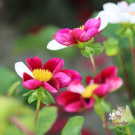 Twyning's Smarty Dahlia Knöl