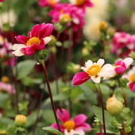 Twyning's Smarty Dahlia Tuber