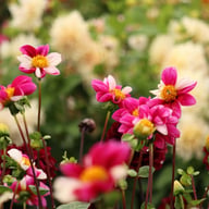 Twyning's Smarty Dahlia Tuber