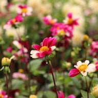 Twyning's Smarty Dahlia Tuber