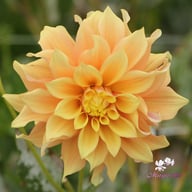 Tyrell Dahlia Tuber