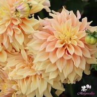 Tyrell Dahlia Tuber