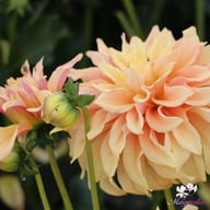 Tyrell Dahlia Tuber