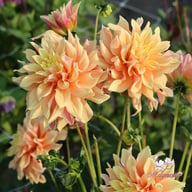 Tyrell Dahlia Tuber