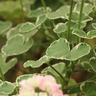 Uaito Ringu Pelargon Stickling