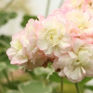 Uaito Ringu Pelargon Stickling