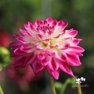 Uncle Hankey Dahlia Knöl
