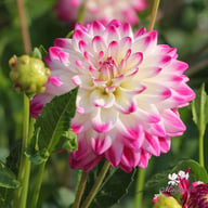 Uncle Hankey Dahlia Knöl