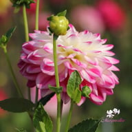 Uncle Hankey Dahlia Knöl