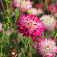 Uncle Hankey Dahlia Knöl