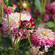 Uncle Hankey Dahlia Knöl