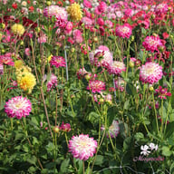 Uncle Hankey Dahlia Knöl