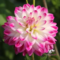 Uncle Hankey Dahlia Knöl