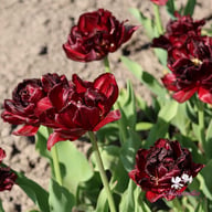 Uncle Tom Tulip Bulbs