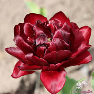 Uncle Tom Tulip Bulbs