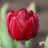 Uncle Tom Tulip Bulbs