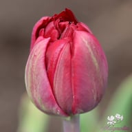 Uncle Tom Tulip Bulbs
