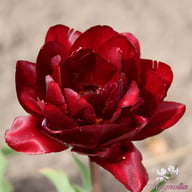 Uncle Tom Tulip Bulbs