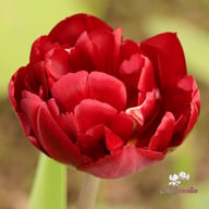 Uncle Tom Tulip Bulbs