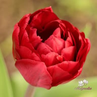 Uncle Tom Tulip Bulbs