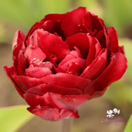 Uncle Tom Tulip Bulbs