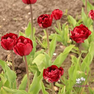 Uncle Tom Tulip Bulbs