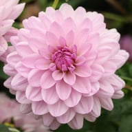 Valentino Dahlia Tuber