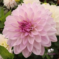 Valentino Dahlia Tuber