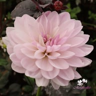 Valentino Dahlia Tuber