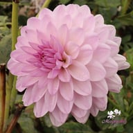Valentino Dahlia Tuber