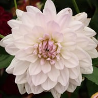 Valentino Dahlia Tuber