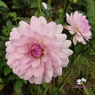 Valentino Dahlia Tuber