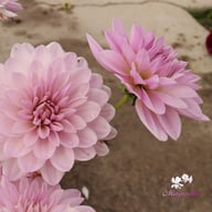 Valentino Dahlia Tuber