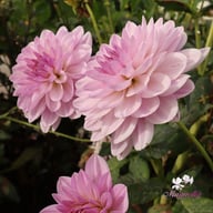 Valentino Dahlia Tuber