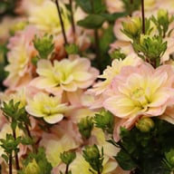 Vallée de la Loire Dahlia Cutting