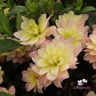 Vallée de la Loire Dahlia Cutting