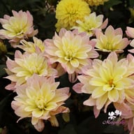 Vallée de la Loire Dahlia Cutting