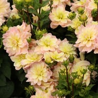 Vallée de la Loire Dahlia Cutting