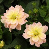 Vallée de la Loire Dahlia Cutting