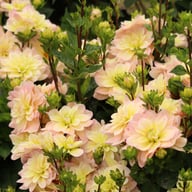 Vallée de la Loire Dahlia Cutting