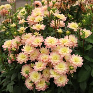 Vallée de la Loire Dahlia Cutting