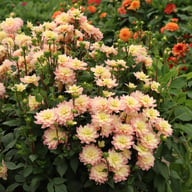 Vallée de la Loire Dahlia Cutting