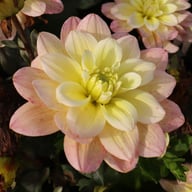 Vallée de la Loire Dahlia Cutting